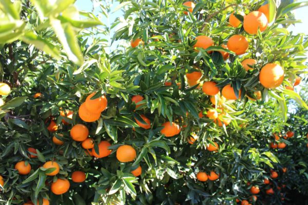 Comprar mandarinas valencianas online- Clemenules árbol