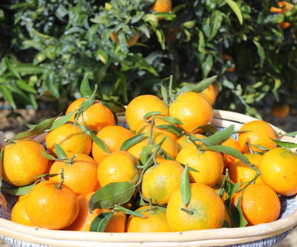 Comprar mandarinas valencianas online- Oronules cajas