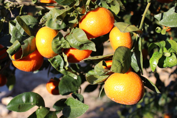comprar mandarinas valencianas online - Tang Gold árbol